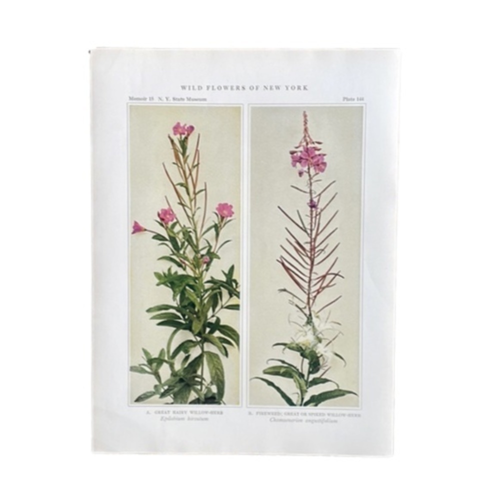 🖤5/$25 Antique Botanical Plant Print Original over 100 years old pink flowers